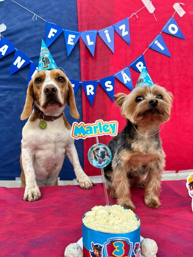 Beagle e yorkshire lado a lado, os dois de chapéu de festa, na mesa do aniversário do Marley, sob bandeirolas de “Feliz Aniversário”