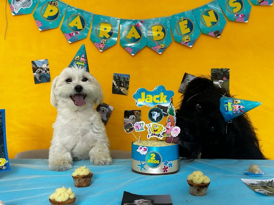 Cão branco de chapéu de festa ao lado de um cão preto, na mesa de tema Bob Esponja do Jack, com bolo de “2 anos” e cupcakes