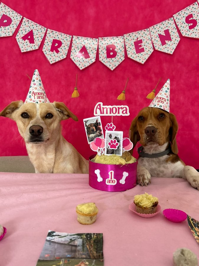 Dois cães de chapéu de festa rosa ao lado do bolo de “1 ano” da Amora, com bandeirolas de “Parabéns” e cupcakes na mesa