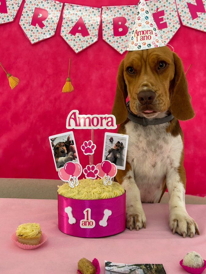Beagle sentado de chapéu rosa atrás do bolo de 1 ano da Amora, com parede pink, o nome “Amora” no topo e fotos na decoração