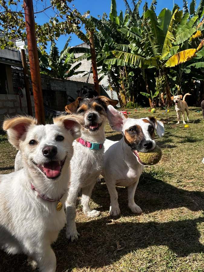 Três cães jack russell sorrindo no gramado, um deles com uma bolinha na boca, sob as bananeiras da Fuço