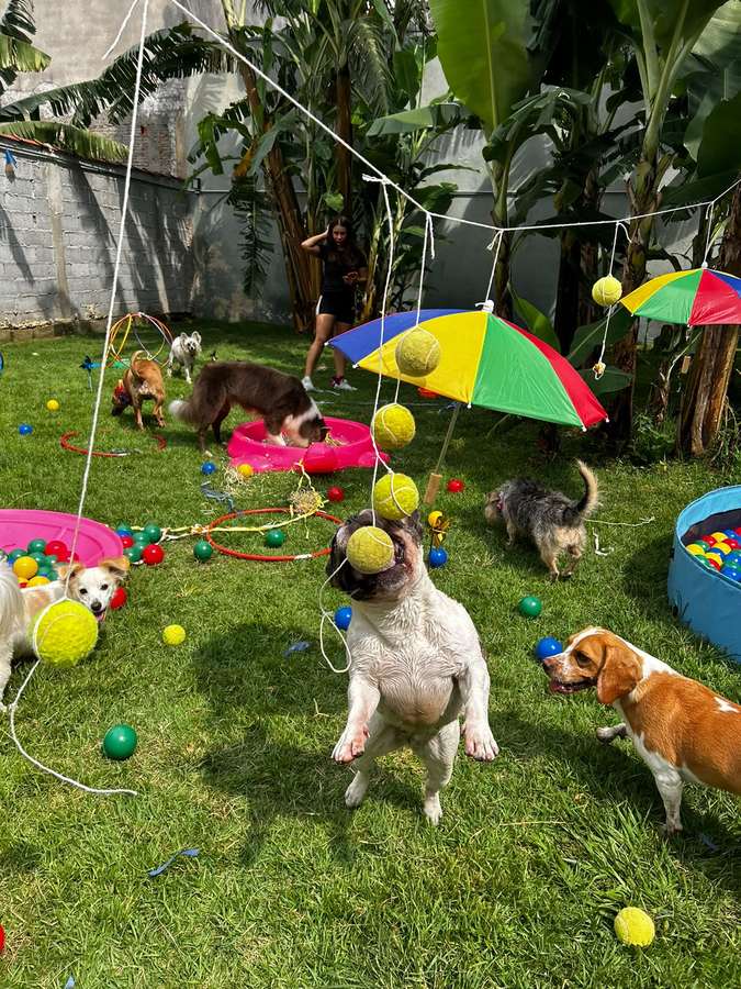 Circuito de atividades montado no gramado, com bolinhas penduradas, guarda-sol colorido, piscinas de bolinha e vários cães brincando