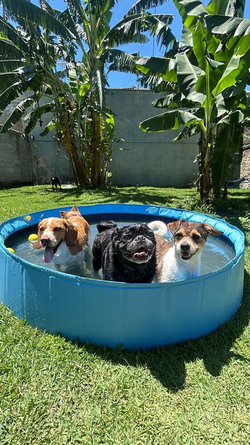 Três cães se refrescando juntos dentro de uma piscina azul, em dia de céu limpo