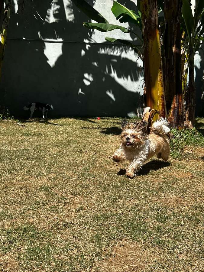Cão pequeno correndo em direção à câmera pelo gramado da Fuço